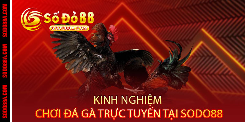 Đá Gà Sodo88 - Cược chất, thắng đậm, xem đã - Một chạm rinh tiền triệu 3 Kinh Nghiệm Chơi Đá Gà Trực Tuyến Tại Sodo88